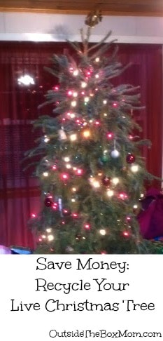 save-money-recycle-live-christmas-tree