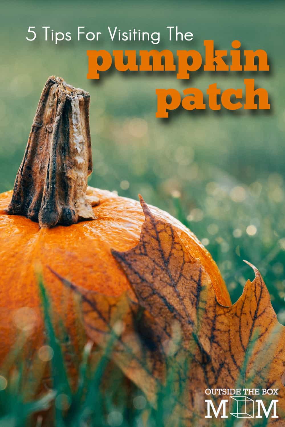 tips for visiting the pumpkin patch | pumpkin patch