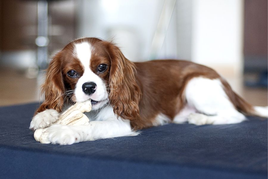 Five Dog Care Tips for Busy People