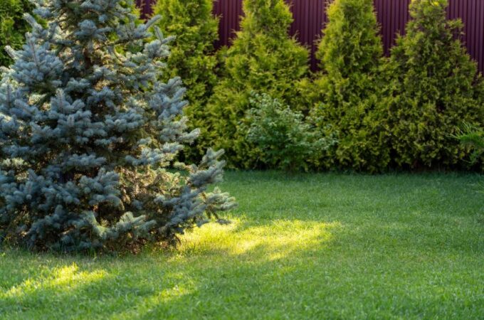 Several coniferous trees provide shade in a residential backyard. The yard is fenced in with a wooden fence.
