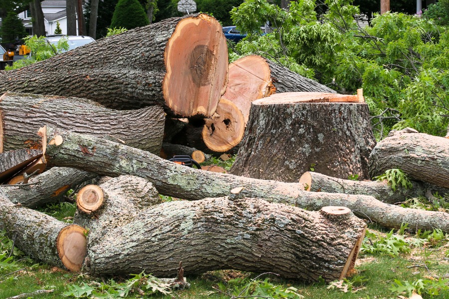 The aftermath of a tree removal, with sections of the cut tree piled together in a yard next to the stump.