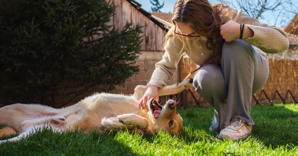 A woman crouches on grass while playing with a light-colored dog lying on its back in a fenced backyard.